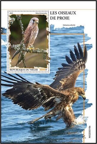 Falco tinnunculus