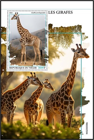 Giraffa camelopardalis