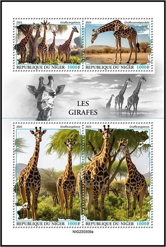Giraffes