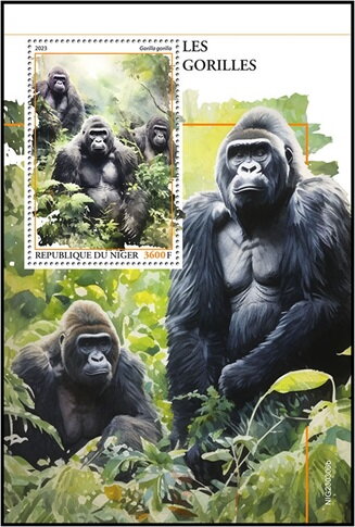 Gorilla gorilla