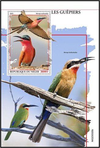 Merops nubicoides