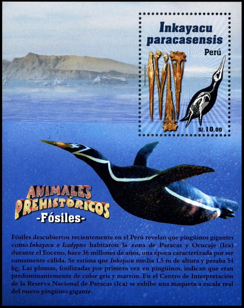 Inkayacu paracasensis