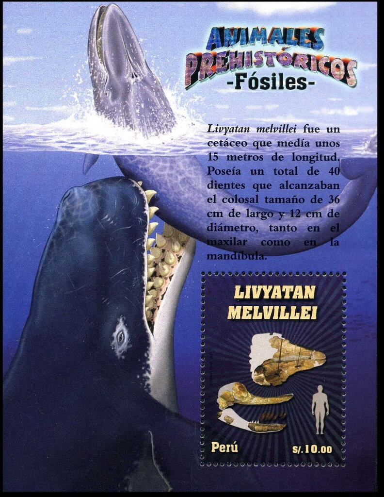 Livyatan melvillei