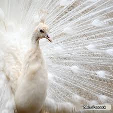 Peacocks