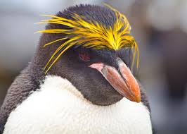 Penguins