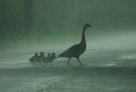 Rain