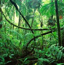 Rainforest