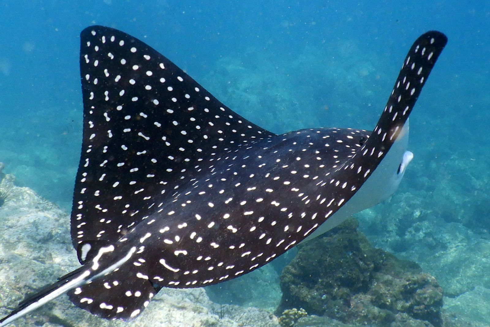 Rays (Fishes)