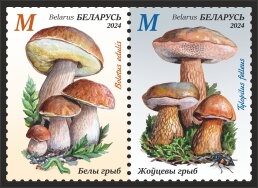 Penny Bun - Bitter Bolete