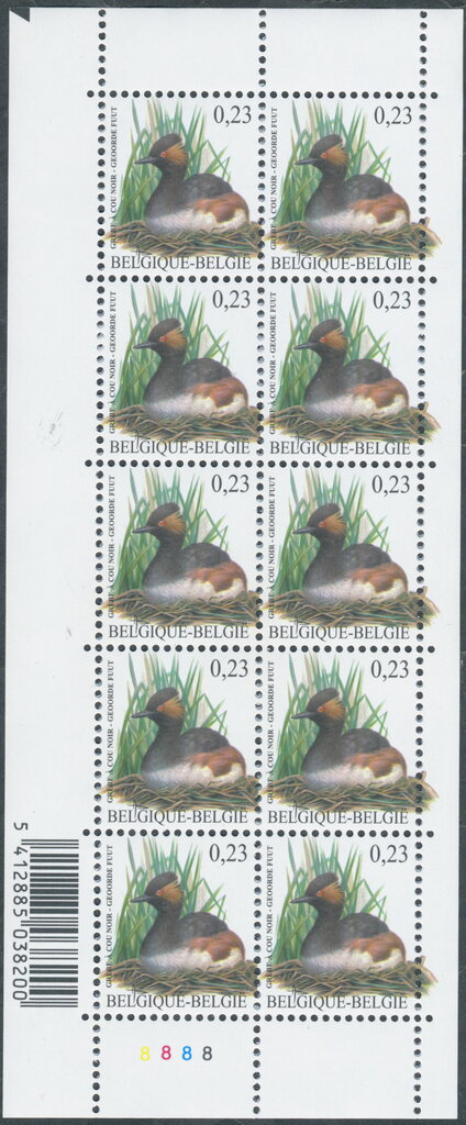 Black-necked Grebe (Podiceps nigricollis)