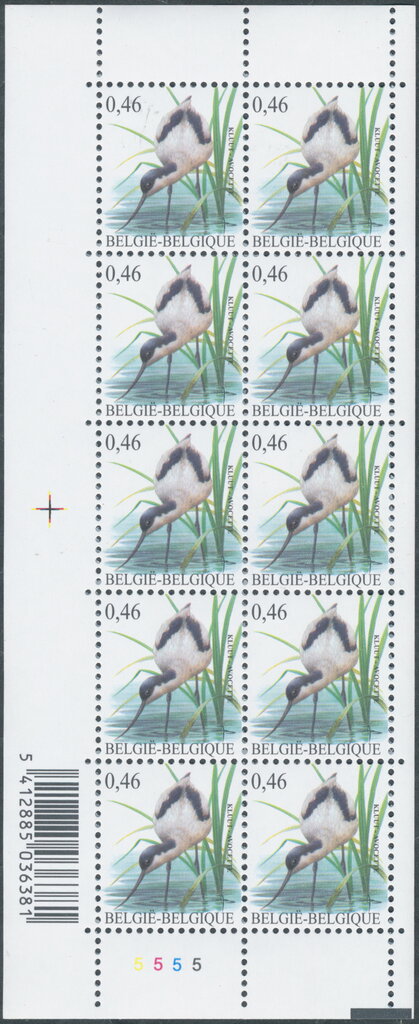 Pied Avocet (Recurvirostra avosetta)