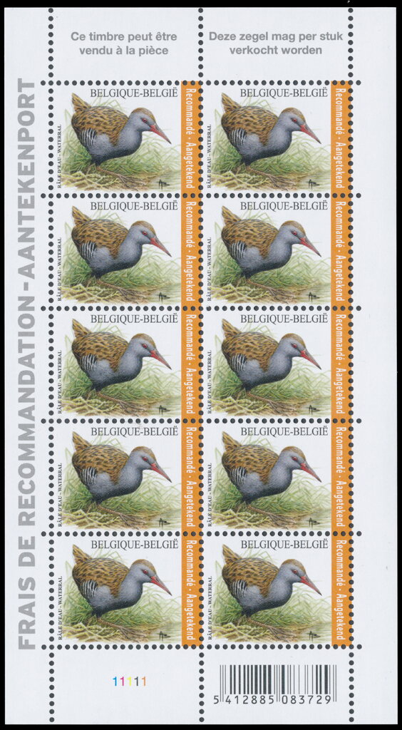 Water rail (Rallus aquaticus)