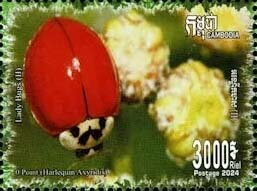 Asian Ladybird (Harmonia axyridis)