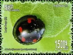 Four-Spotted Ladybug (Brumus quadripustulatus)