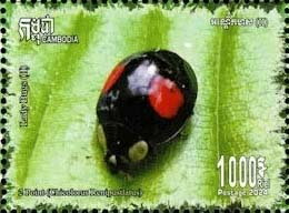 Kidney-Spotted Ladybug (Chilocorus renipustulatus)