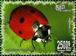 Seven-Spotted Ladybug (Coccinella septempunctata)