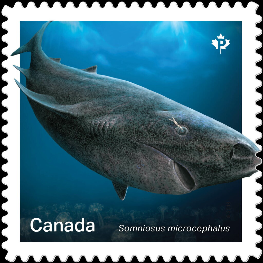 Greenland Shark (Somniosus microcephalus)