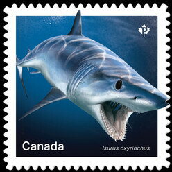 Shortfin Mako Shark (Isurus oxyrinchus)