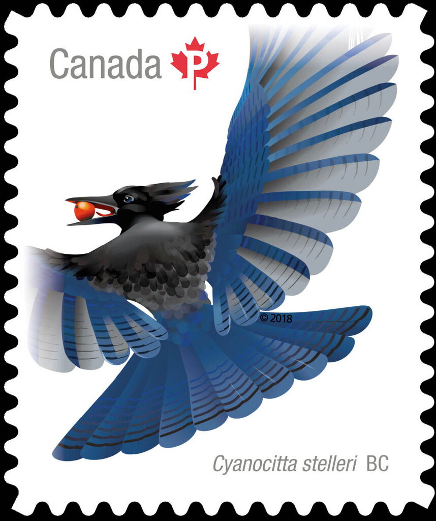 Steller's Jay (Cyanocitta stelleri)