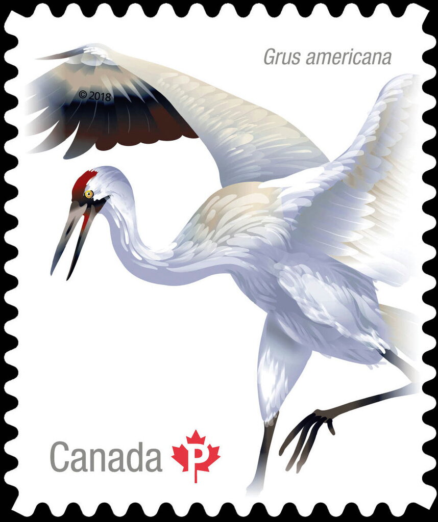 Whooping Crane (Grus americana)