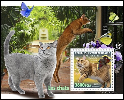 American Bobtail