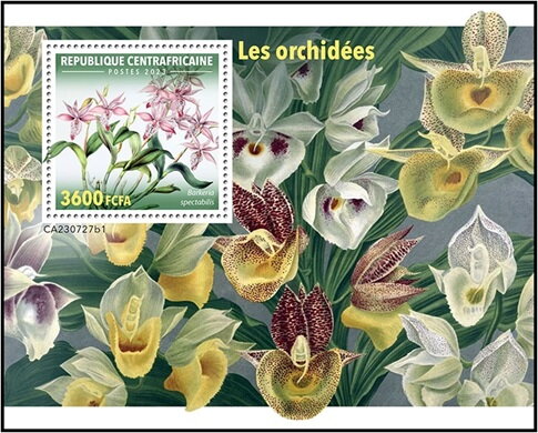 Barkeria spectabilis