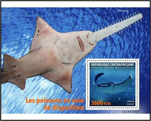 Mobula mobular
