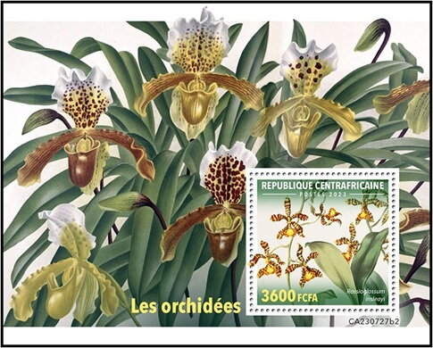 Rossioglossum insleayi