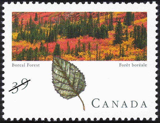 Boreal Forest
