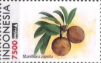 Sapodilla (Manilkara zapota)