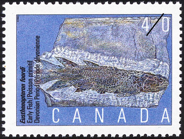 Eusthenopteron foordi, Early Fish, Devonian Period