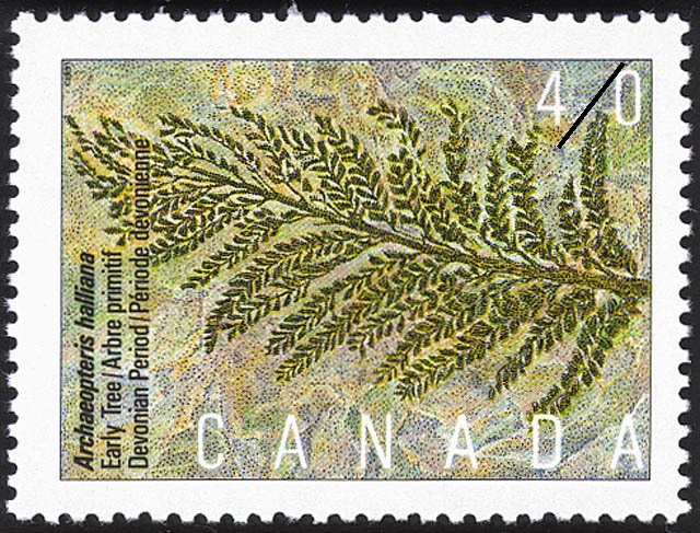 Archaeopteris halliana, Early Tree, Devonian Period