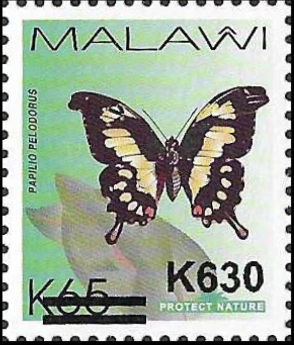 Eastern Black-and-yellow Swallowtail (Papilio pelodorus)