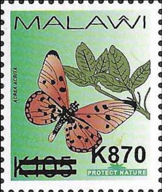 Fiery Acraea (Acraea acrita) Surcharged
