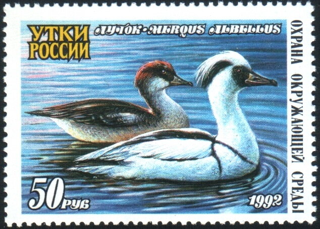 Smew (Mergus albellus)