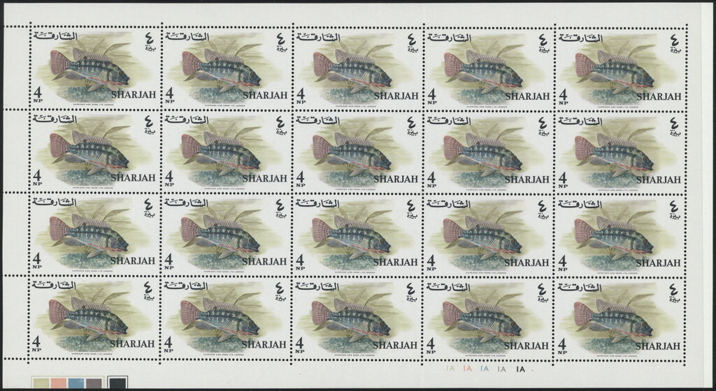 Redbelly Tilapia (Tilapia melanopleura)