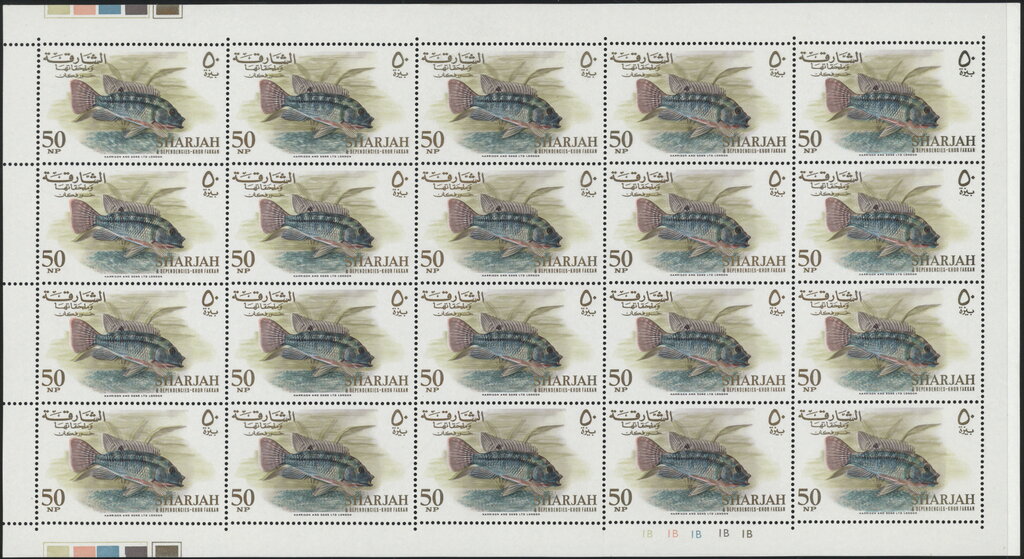 Redbelly Tilapia (Tilapia melanopleura)