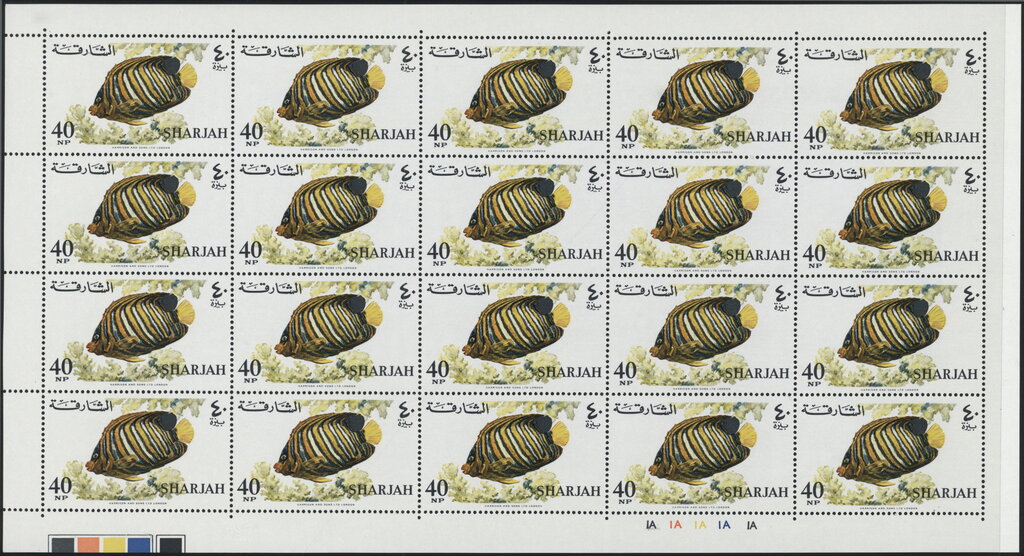 Royal Angelfish (Pygoplites diacanthus)