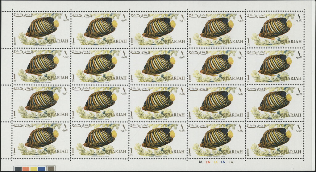 Royal Angelfish (Pygoplites diacanthus)