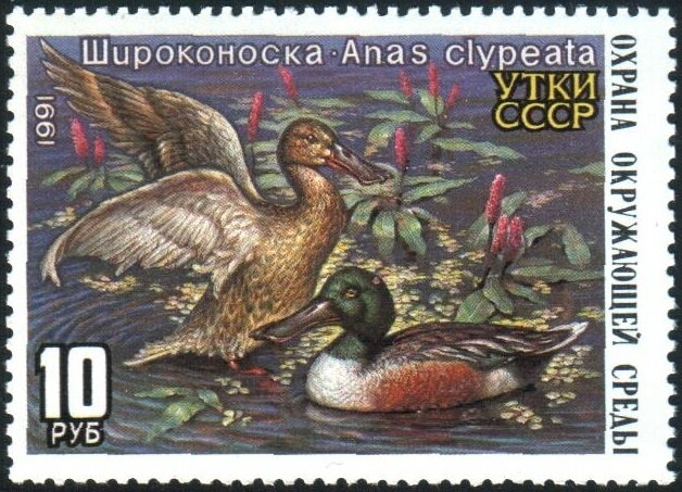 Northern Shoveler (Anas clypeata)