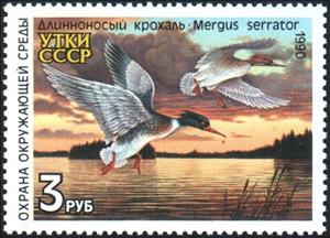 Stamp, Red-Breasted Merganser (Mergus serrator), Soviet Union, USSR,  , Animals (Fauna), Birds, Ducks