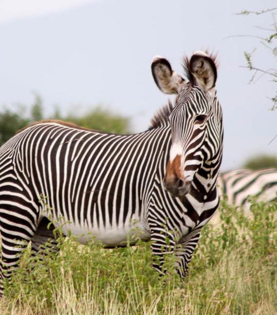 Zebras