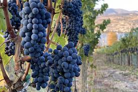 Viticulture