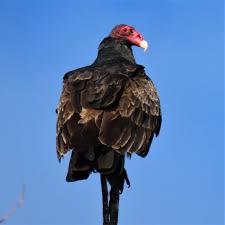 Vultures