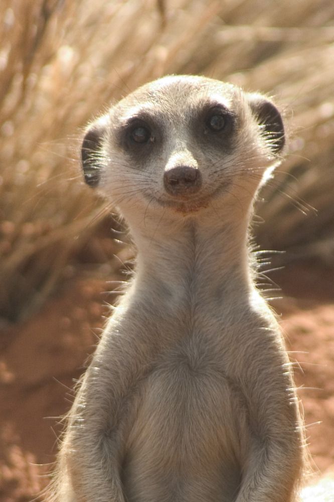 Suricates
