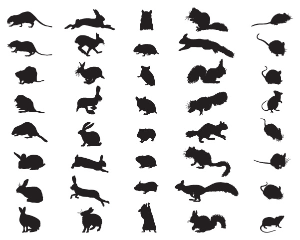 Rodents