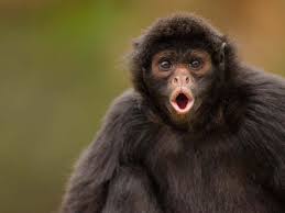 Monkeys