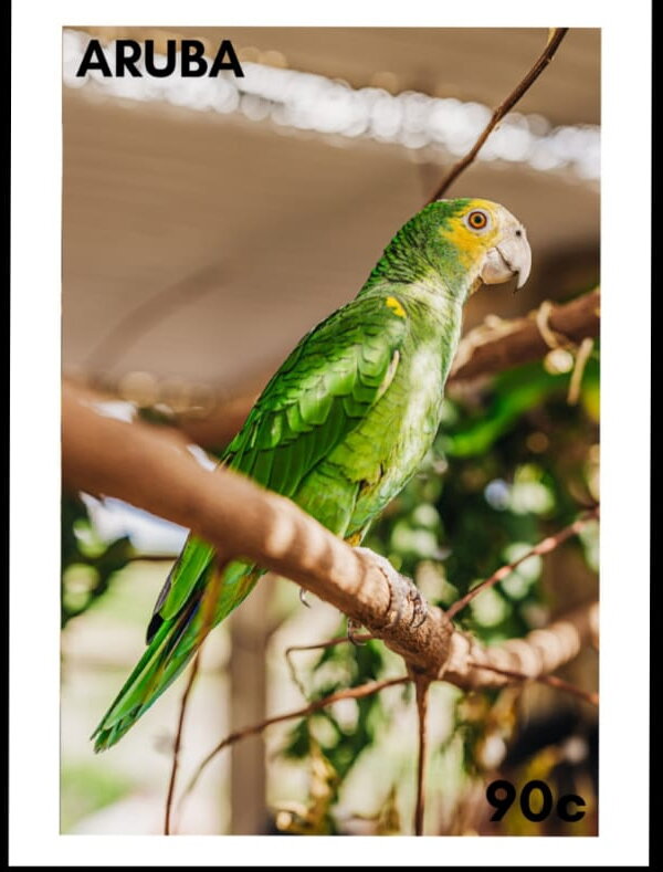 Lora (Amazona barbadensis)