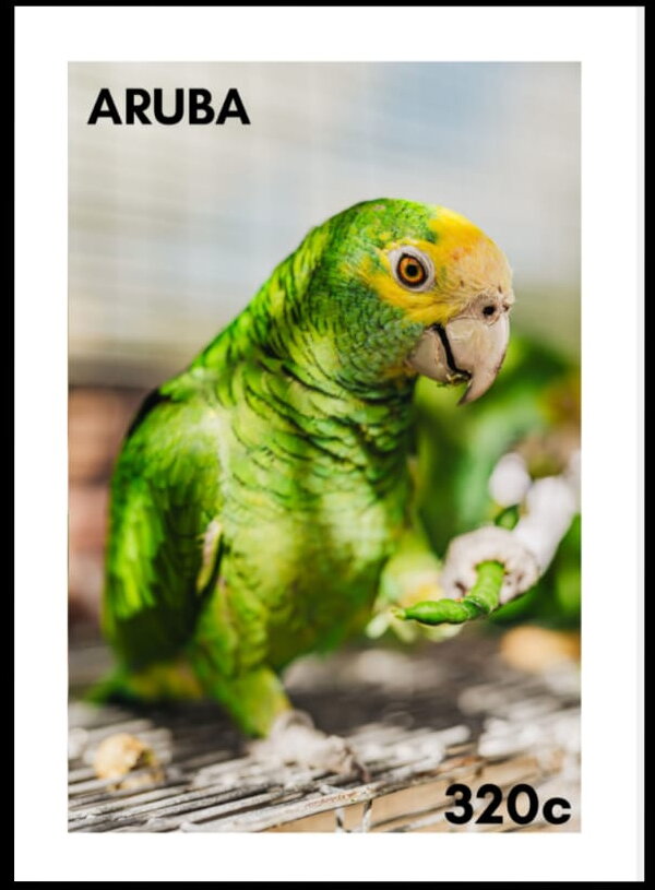 Lora (Amazona barbadensis)