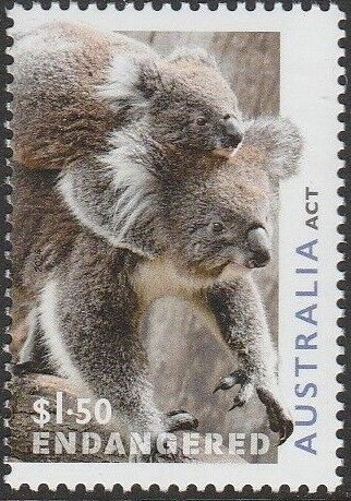 Koala and Joey